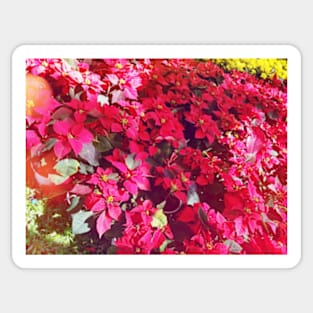 Poinsettia Sticker